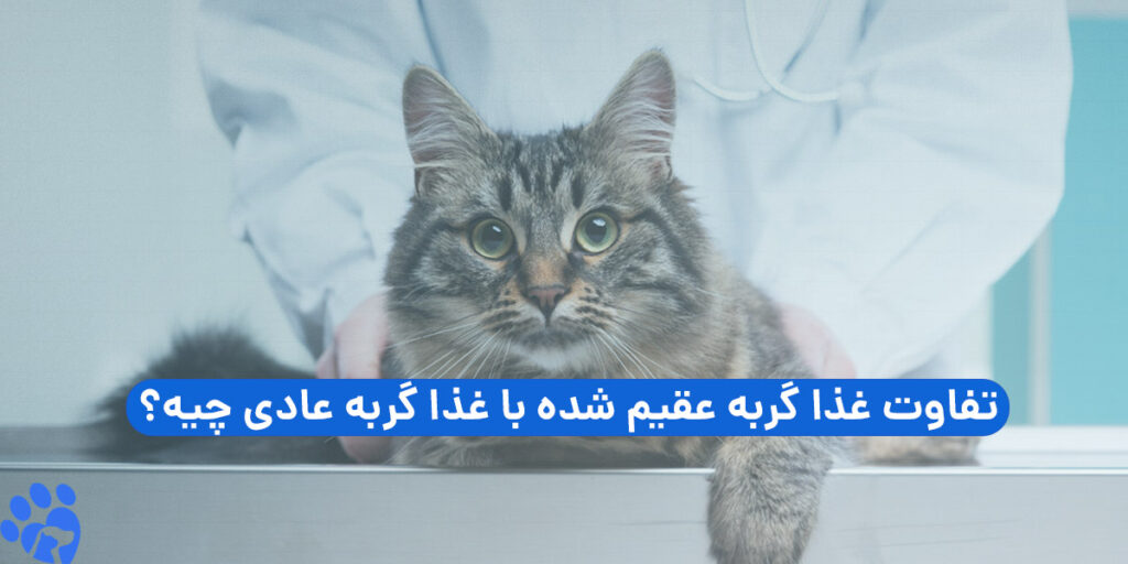 فرق غذا گربه عقیم شده با عادی
