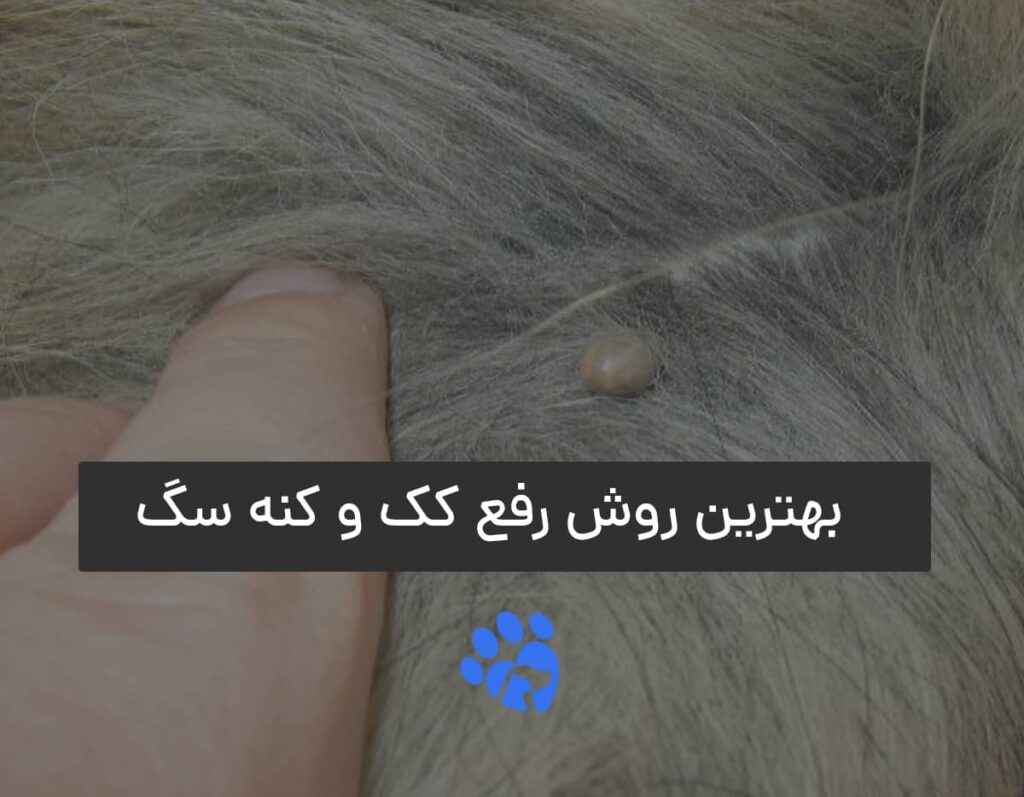 بهترین روش رفع کک و کنه سگ