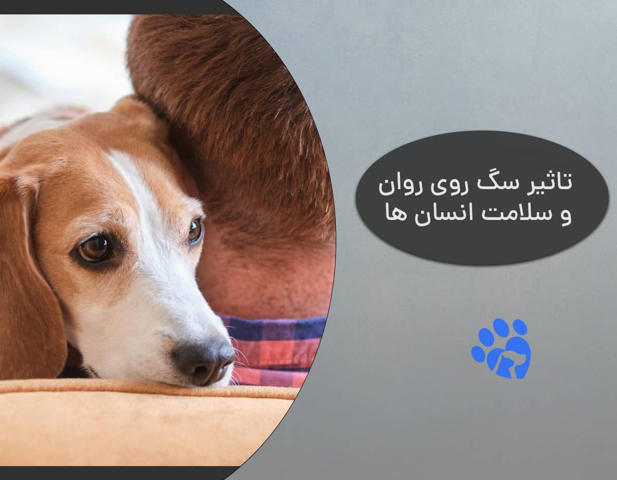 تاثیر داشتن سگ بر روان و سلامت انسان ها