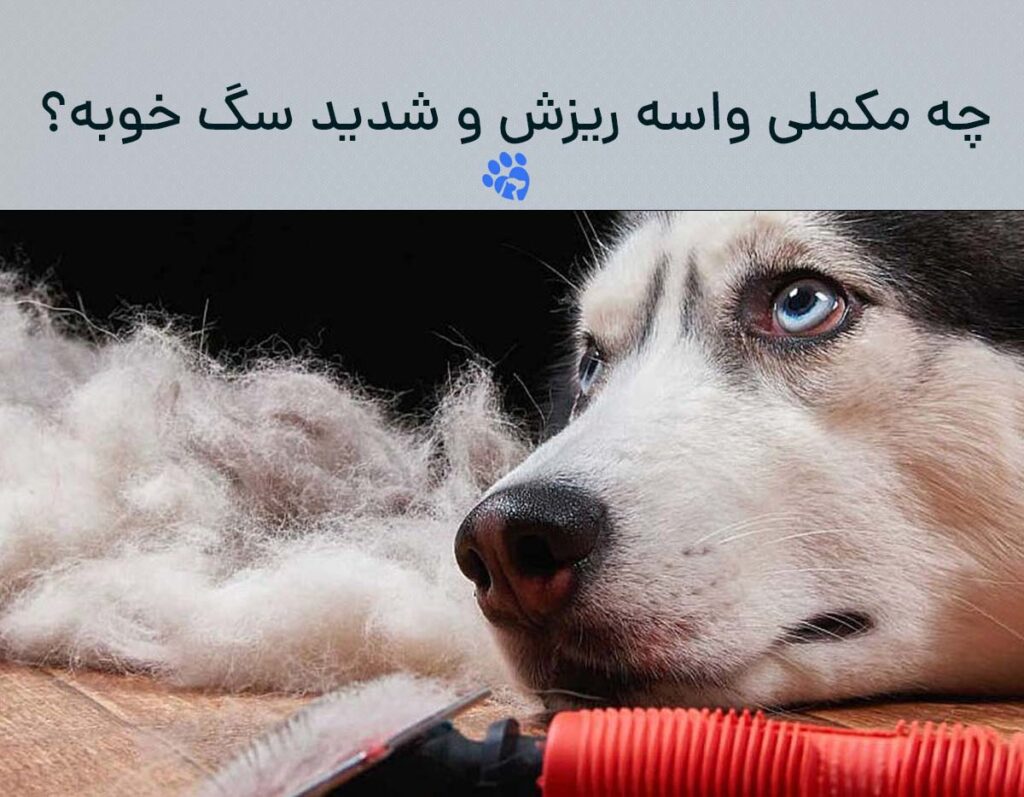 چه مکملی واسه ریزش موی سگ خوبه؟