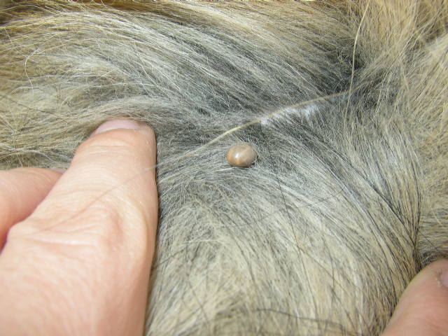 نمونه کک و کنه سگ